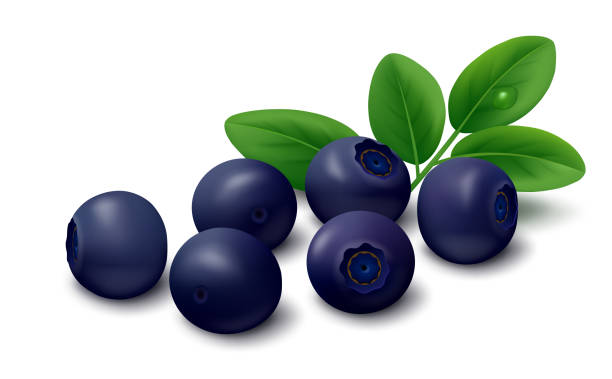 Bilberries with green leaves isolated on white background Realistic vector illustration of fresh bilberry (huckleberry, whortleberry, wild blueberry) berries with green leaves isolated on white background. huckleberry stock illustrations