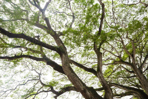 istock Image of sprung tree. Native tropical tree in Cambodia. 1282954281