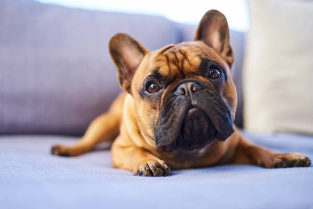 istock So cute, even the pup-arazzi keep hounding him! 1282954959