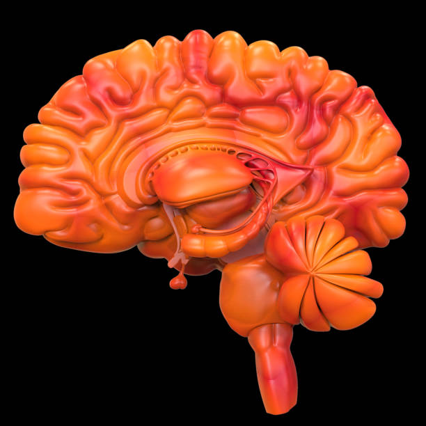 istock Central Organ of Human Nervous System Brain Anatomy 1282955127