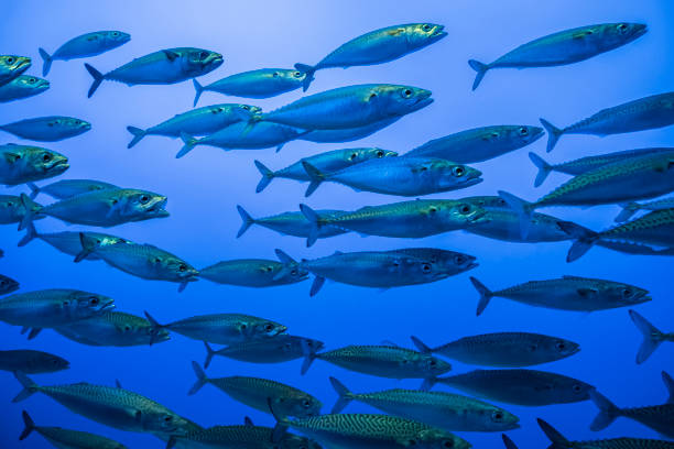 School of Mackerel Fish Swimming in One Direction School of mackerel fish in California, USA mackerel stock pictures, royalty-free photos & images
