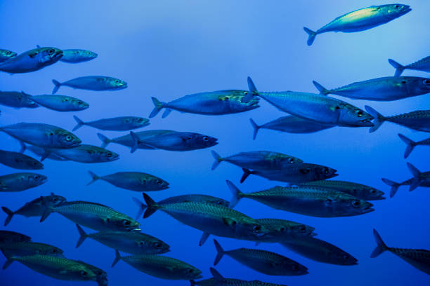 istock One Fish in School of Mackerel Fish Heading Away 1282958183