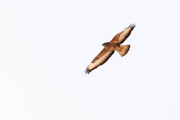 istock Steppe Buzzard, Buteo buteo vulpinus 1282958787