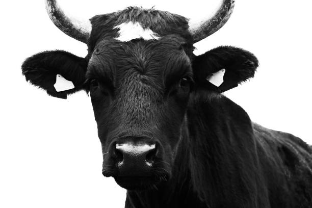 istock Portrait of a young bull, black. Monochrome image. 1282959964