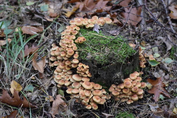 istock Mushrooms on a trunk 1282960097