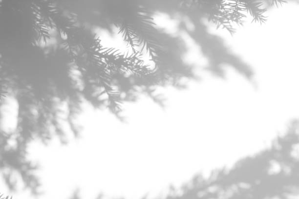 istock shadows of fir tree branches on a white wall 1282961014