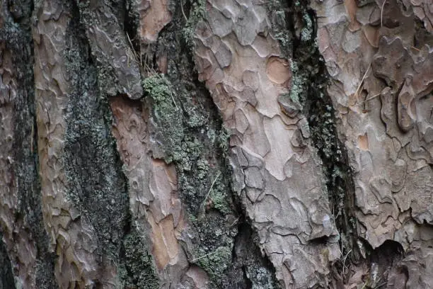 Close up tree bark