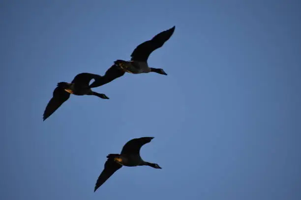Three flying geese