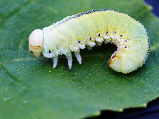 istock The great birch sawfly caterpillar. 1282962374