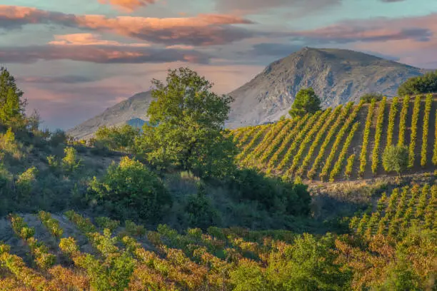 Photo of Rich vineyards of the inner valleys of the Peloponnese Pensinsula in Southern mainland Greece