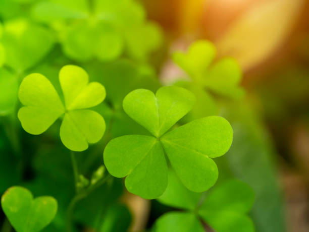 istock Close up Creeping lady's sorrel plant 1282963493