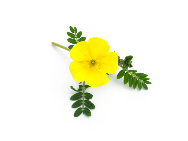 istock Close up the yellow flower of devil's thorn 1282963510