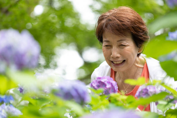 istock Senior woman enjoying hydrangea 1282963524