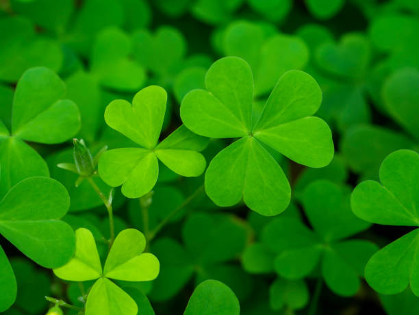 istock Close up Creeping lady's sorrel plant 1282963602