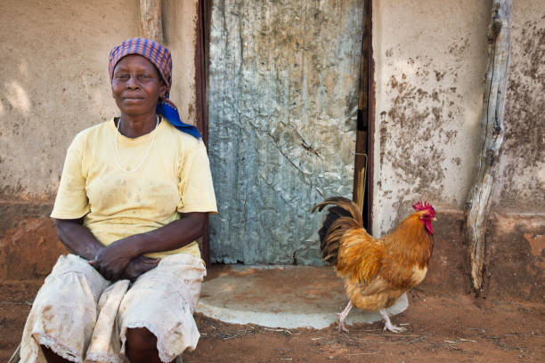 donna africana nella sua fattoria - nigerian culture africa women senior adult foto e immagini stock