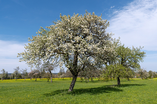 Large old flowering pear tree on a large meadow with further fruit trees in springtime