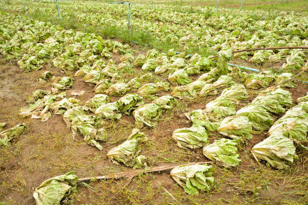 Agricultural land affected by flooding. Flooded field. The consequences of rain disaster or Water flood. Agriculture and farming of White Cabbage. Natural disaster and crop loss risks.