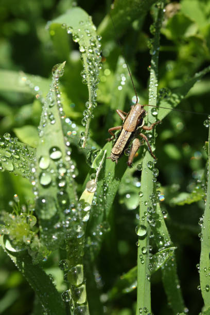cavalletta su foglie verdi. foglie e gocce d'acqua. - locust epidemic grasshopper pest foto e immagini stock