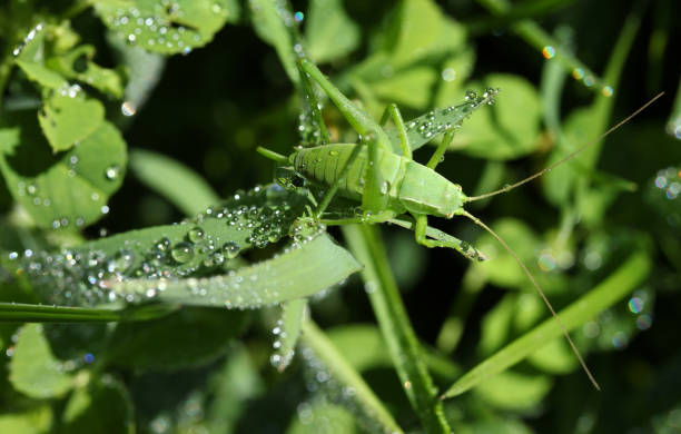 istock Raindrops, green leaves and the mantis 1282966226
