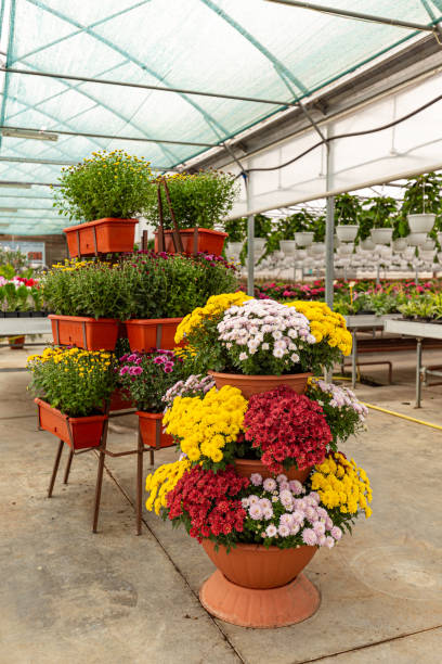 istock Chrysanthemum plantations in flower pots 1282966757