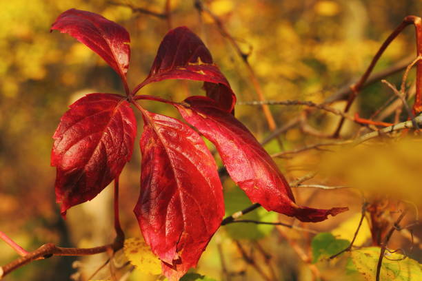 istock Red autumn wild vine leaf on blurred yellow forest background 1282967333