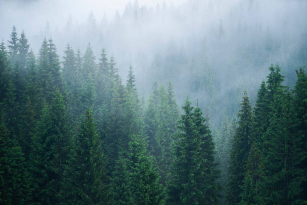 istock Morning mists over forests in Transylvania 1282969033