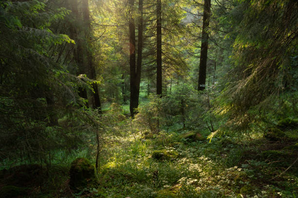 istock Summer forest from the Carpathian Mountains, Romania 1282969052