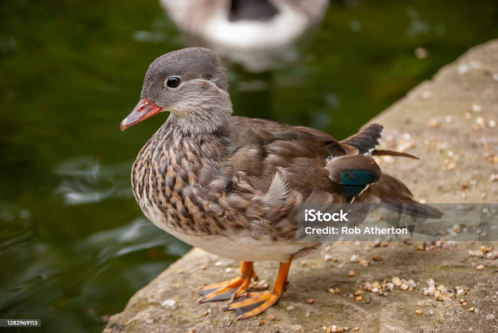 A Manadrin Duck (Aix galericulata) Animal Stock Photo