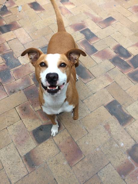 istock Smile even if you’re getting old , dog , smile , happiness 1282969472