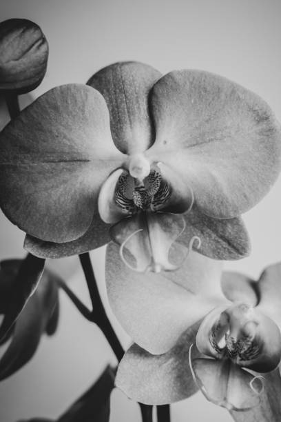 istock Black and white orchid flower blooming 1282970177