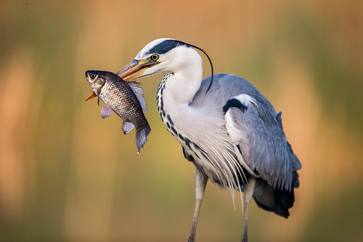 Gray heron catching fish in wilderness.