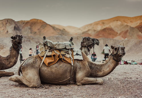 Group of camels relaxing in the Negev desert at Timna national park in Israel.