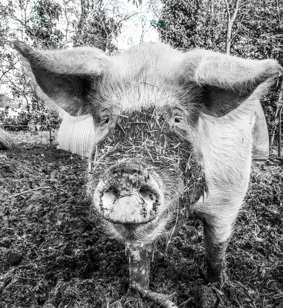 istock Pig love, pet love, animal pig 1282972006