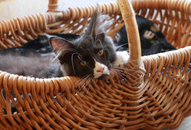 istock Little Maine coon cat playing 1282974394