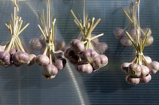 Four bundles of bound heads of fresh garlic are illuminated by the sun