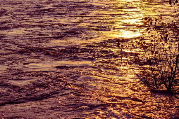 reflets du soleil sur les eaux colorées ondulantes de la rivière piave au coucher du soleil. un jeune arbre émerge de l’eau santa giustina, belluno, italie - flowing water ripple day plant photos et images de collection