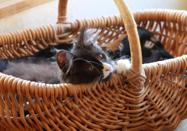 istock Little Maine coon cat playing 1282974635