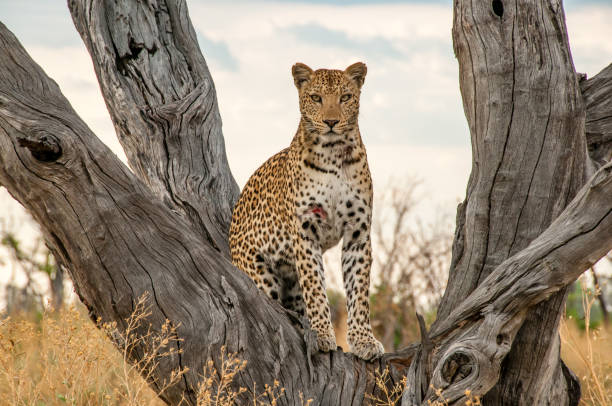 Leopard on the road in Nxai Pan, Botswana