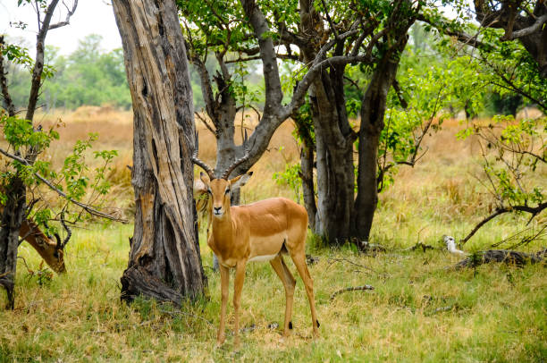 antilope tra gli alberi di cespuglio - riserva di savuti foto e immagini stock