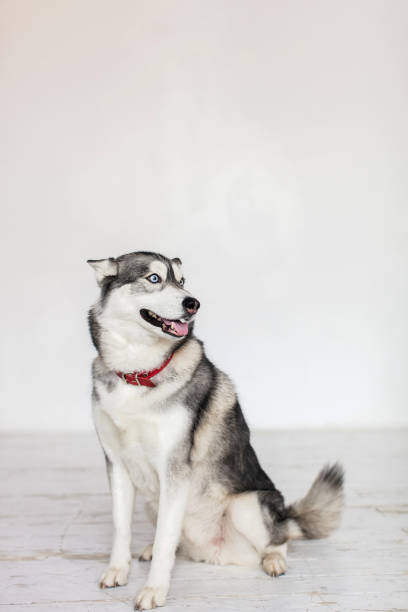 istock Portrait Of A Kidskin Dog 1282975430
