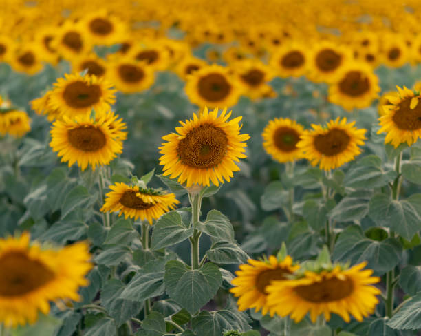 istock Blooming sunflower field background during sunset. Selective focus 1282977088