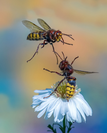 A marmalade hoverfly (Episyrphus balteatus) feeding on a white flower, sunny day in summer, Vienna (Austria)