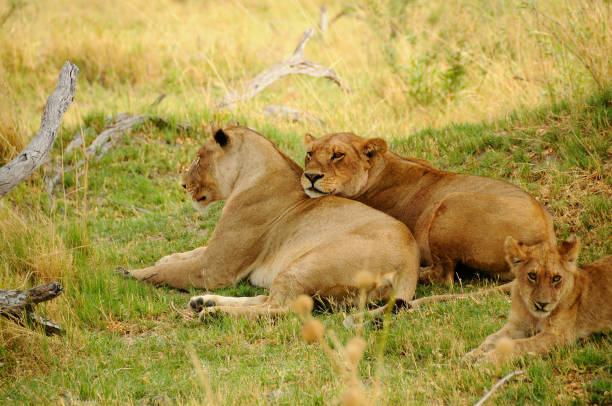 A pair of lionesses, leaning on each other, rests in complete relaxation in the savannah of Chobe National Park.