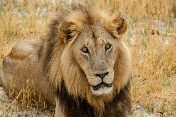 istock Close-up of a young lion with yellow eyes 1282977366