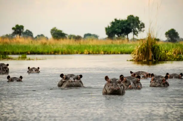 Photo of Group of hippos emerge from the water of the swamp
