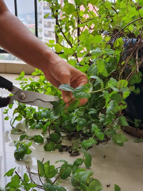 istock Terrace garden, Tulsi indian Holy basil 1282977587