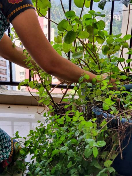 istock Terrace garden, Tulsi indian Holy basil 1282977651