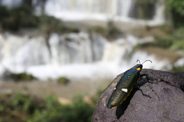 A beautiful bug at Thi Lo Su (Tee Lor Su) waterfall. the most beautiful and largest waterfall in Tak,Thailand.