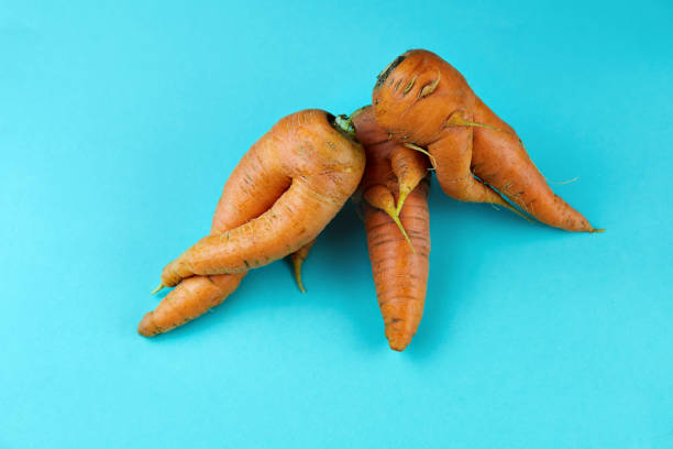 istock Ugly carrots on a blue background. 1282978924