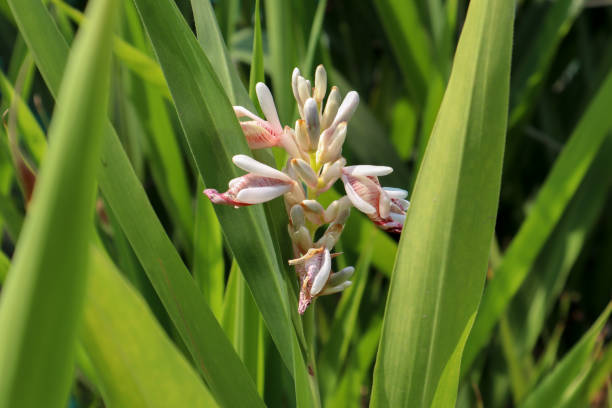 большой galangal (alpinia galanga) растение является едким корневища в семье имбиря, и классический ингредиент в тайской кухни. это также многолетние т - spice ginger cooking tasting стоковые фото и изображения